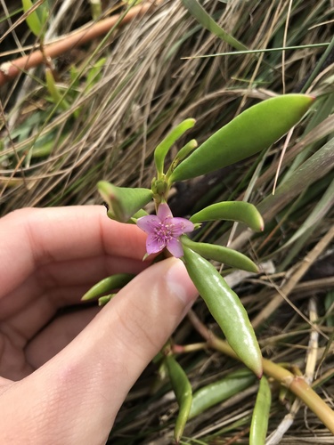 Sesuvium portulacastrum image