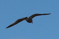 Larus argentatus smithsonianus
