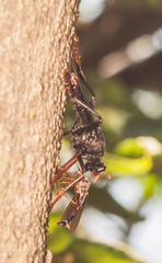 Proagonistes