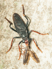 Proagonistes
