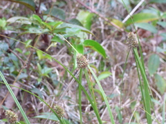 Rhynchospora cephalotes