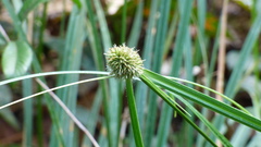 Rhynchospora cephalotes