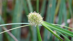 Rhynchospora cephalotes