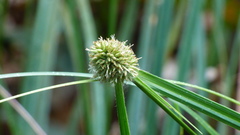 Rhynchospora cephalotes