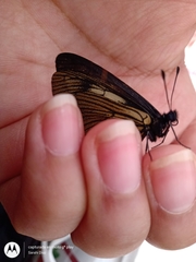 Altinote ozomene nox