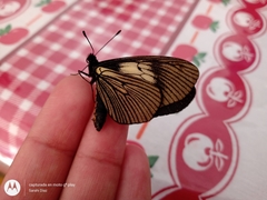 Altinote ozomene nox