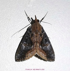 Hypena glumalis
