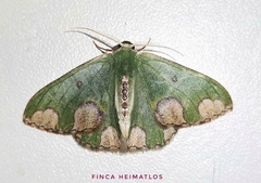 Oospila carnelunata