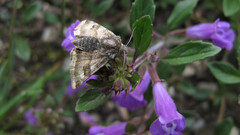 Heliothis ononis