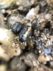 Sphaeroma quadridentatum