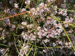 Crassula pruinosa