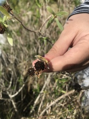 Borrichia frutescens image
