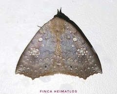 Isogona albistellata