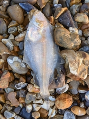Limanda limanda