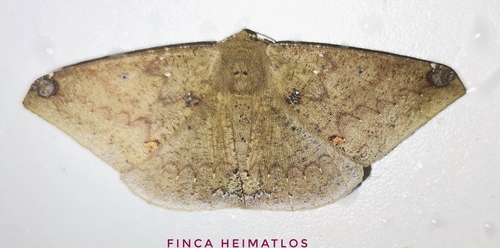 Herbita dognini