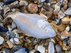 Limanda limanda
