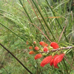 Lamourouxia multifida