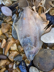Limanda limanda
