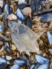 Limanda limanda