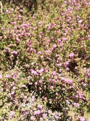 Erica planifolia