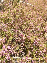 Erica planifolia
