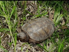 Chelydra acutirostris