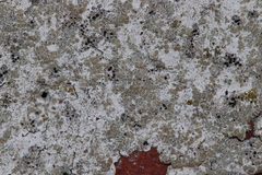 Lichenoconium lecanorae