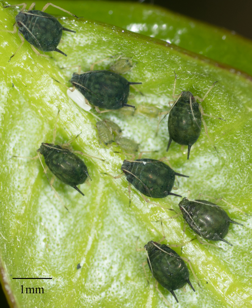 Melon Aphid (Aphids and Lerps of southwest Australia) · iNaturalist