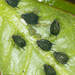 Melon Aphid - Photo no rights reserved, uploaded by Jesse Rorabaugh