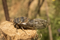 Tettigades ulnaria