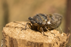 Tettigades ulnaria