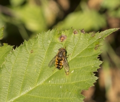 Dolichogyna chilensis