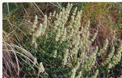 Sideritis hirsuta