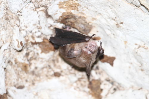 Sumba Roundleaf Bat (Hipposideros sumbae) — Least Concern Mammalia