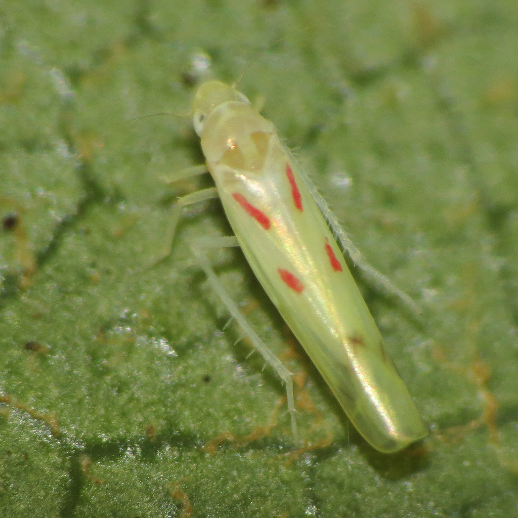 Blackberry Leafhopper