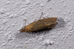 Lathronympha strigana