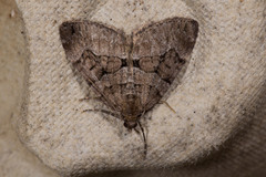 Thera cognata