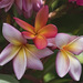 Mexican Plumeria - Photo (c) Horacio Aguilar, some rights reserved (CC BY-NC)