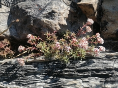 Crassula pruinosa