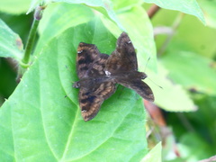 Nisoniades rubescens