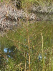 Amaranthus cannabinus