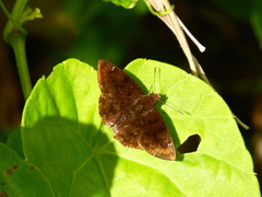 Nisoniades rubescens
