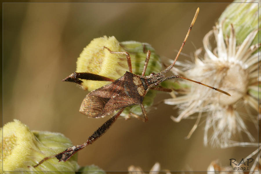 Leptoglossus concaviusculus