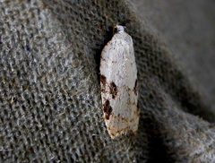 Acleris kochiella