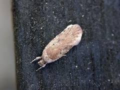 Agonopterix heracliana