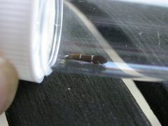 Athripsodes albifrons