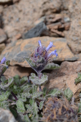 Nepeta longibracteata