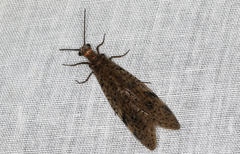 Archichauliodes guttiferus