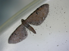 Eupithecia assimilata