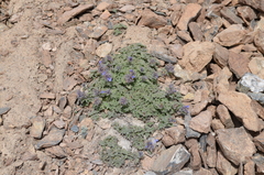 Nepeta longibracteata